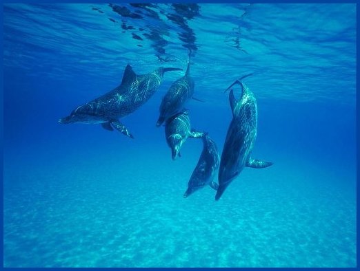picture of Dolphins in Hawaii