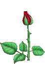 animated red rose graphic