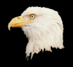 animated Eagle's head